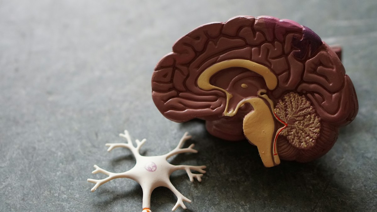 Układ nerwowy: anatomia i funkcje